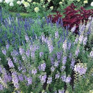 Meet your Posher, Trinity